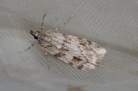 Scoparia
