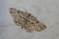 Peribatodes rhomboidaria
