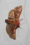 Autographa jota