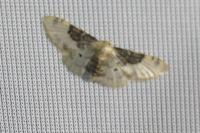 Idaea filicata