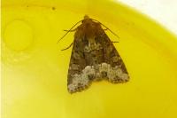 Oligia strigilis
