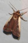 Ochropleura plecta