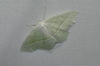 Campaea margaritaria