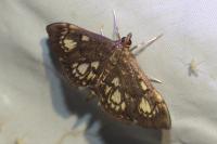Anania stachydalis