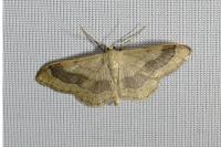 Idaea aversata