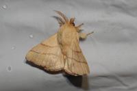 Malacosoma neustria