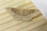 Idaea degeneraria