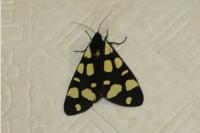 Arctia villica