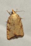 Aleimma loeflingiana