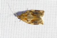 Archips xylosteana