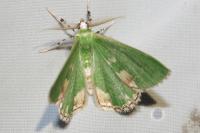 Comibaena bajularia