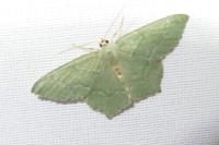 Hemithea aestivaria
