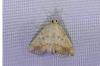 Evergestis extimalis
