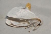 Sphrageidus similis