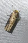 Axylia putris