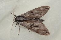 Hyloicus pinastri