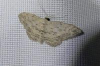 Idaea seriata