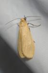 Wittia sororcula