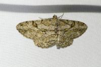 Peribatodes rhomboidaria