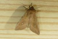 Mythimna albipuncta