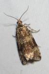Celypha lacunana
