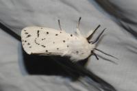 Spilosoma lubricipeda
