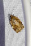 Archips xylosteana