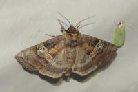 Tethea ocularis