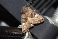 Euplexia lucipara