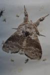 Calliteara pudibunda