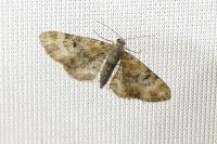 Eupithecia pulchellata