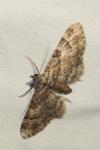 Gymnoscelis rufifasciata
