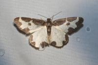 Lomaspilis marginata