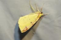 Opisthograptis luteolata