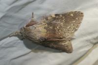 Stauropus fagi