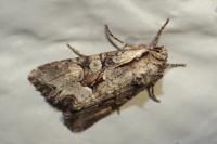 Lacanobia w-latinum