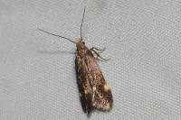 Stomopteryx