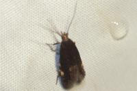 Stomopteryx