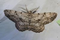 Hypomecis roboraria