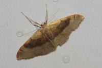 Idaea degeneraria