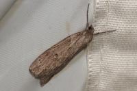 Pachycnemia hippocastanaria