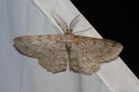 Hypomecis punctinalis