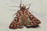 Lycophotia porphyrea