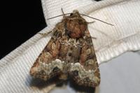 Oligia latruncula/strigilis/versicolor