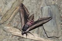 Sphinx ligustri