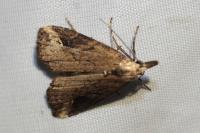 Schrankia costaestrigalis