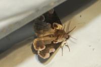 Thyatira batis