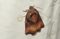 Archips podana