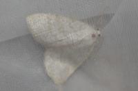 Cabera exanthemata