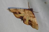 Plagodis dolabraria